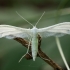 White Plume Moth - Pterophorus pentadactyla | Fotografijos autorius : Žilvinas Pūtys | © Macronature.eu | Macro photography web site