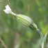 White campion - Silene latifolia | Fotografijos autorius : Vytautas Gluoksnis | © Macronature.eu | Macro photography web site