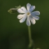 Baltasis šakinys - Silene latifolia | Fotografijos autorius : Agnė Našlėnienė | © Macronature.eu | Macro photography web site