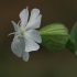 White campion - Silene latifolia | Fotografijos autorius : Gintautas Steiblys | © Macronature.eu | Macro photography web site