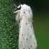 White ermine - Spilosoma lubricipeda  | Fotografijos autorius : Gintautas Steiblys | © Macronature.eu | Macro photography web site