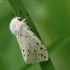White ermine - Spilosoma lubricipeda | Fotografijos autorius : Vidas Brazauskas | © Macronature.eu | Macro photography web site