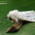 White ermine - Spilosoma lubricipeda | Fotografijos autorius : Darius Baužys | © Macronature.eu | Macro photography web site