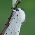 White ermine - Spilosoma lubricipeda | Fotografijos autorius : Gintautas Steiblys | © Macronature.eu | Macro photography web site
