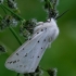 White ermine - Spilosoma lubricipeda | Fotografijos autorius : Romas Ferenca | © Macronature.eu | Macro photography web site