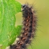 White ermine's (Spilosoma lubricipeda) caterpillar | Fotografijos autorius : Gintautas Steiblys | © Macronature.eu | Macro photography web site