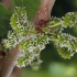 White mulberry - Morus alba | Fotografijos autorius : Gintautas Steiblys | © Macronature.eu | Macro photography web site