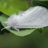 White prominent - Leucodonta bicoloria f. unicolora | Fotografijos autorius : Gintautas Steiblys | © Macronature.eu | Macro photography web site