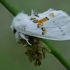 White prominent - Leucodonta bicoloria | Fotografijos autorius : Gintautas Steiblys | © Macronature.eu | Macro photography web site
