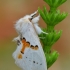 Dvispalvis kuoduotis - Leucodonta bicoloria | Fotografijos autorius : Arūnas Eismantas | © Macronature.eu | Macro photography web site