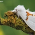 White prominent - Leucodonta bicoloria | Fotografijos autorius : Arūnas Eismantas | © Macronature.eu | Macro photography web site