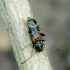 White-banded longhorn beetle - Phymatodes alni | Fotografijos autorius : Romas Ferenca | © Macronature.eu | Macro photography web site
