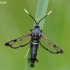 White-barred Clearwing Moth - Synanthedon spheciformis (male) | Fotografijos autorius : Nomeda Vėlavičienė | © Macronature.eu | Macro photography web site