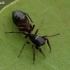 White-belted Ant-jumper - Synageles venator | Fotografijos autorius : Gintautas Steiblys | © Macronature.eu | Macro photography web site
