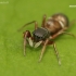 White-belted Ant-jumper - Synageles venator | Fotografijos autorius : Lukas Jonaitis | © Macronature.eu | Macro photography web site