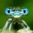 Baltakojė strėliukė - Platycnemis pennipes | Fotografijos autorius : Joana Katina | © Macronature.eu | Macro photography web site