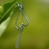 White-legged damselflies - Platycnemis pennipes | Fotografijos autorius : Alma Totorytė | © Macronature.eu | Macro photography web site