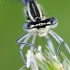 White-legged damselfly | Platycnemis pennipes | Fotografijos autorius : Darius Baužys | © Macronature.eu | Macro photography web site