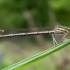 White-legged damselfly - Platycnemis pennipes   | Fotografijos autorius : Oskaras Venckus | © Macronature.eu | Macro photography web site