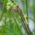 White-legged damselfly - Platycnemis pennipes ♀ | Fotografijos autorius : Darius Baužys | © Macronature.eu | Macro photography web site