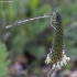 White-legged damselfly - Platycnemis pennipes ♀ | Fotografijos autorius : Žilvinas Pūtys | © Macronature.eu | Macro photography web site