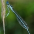 White-legged damselfly - Platycnemis pennipes, male | Fotografijos autorius : Gintautas Steiblys | © Macronature.eu | Macro photography web site