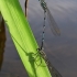 White-legged damselfly - Platycnemis pennipes | Fotografijos autorius : Vytautas Uselis | © Macronature.eu | Macro photography web site