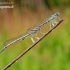 White-legged damselfly - Platycnemis pennipes | Fotografijos autorius : Darius Baužys | © Macronature.eu | Macro photography web site