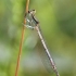 White-legged damselfly - Platycnemis pennipes | Fotografijos autorius : Vidas Brazauskas | © Macronature.eu | Macro photography web site