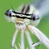 White-legged damselfly | Fotografijos autorius : Darius Baužys | © Macronature.eu | Macro photography web site