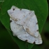 White-pinion Spotted - Lomographa bimaculata | Fotografijos autorius : Romas Ferenca | © Macronature.eu | Macro photography web site