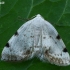 White-pinion Spotted - Lomographa bimaculata | Fotografijos autorius : Gintautas Steiblys | © Macrogamta.lt | Šis tinklapis priklauso bendruomenei kuri domisi makro fotografija ir fotografuoja gyvąjį makro pasaulį.