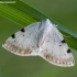 White-pinion Spotted - Lomographa bimaculata | Fotografijos autorius : Žilvinas Pūtys | © Macronature.eu | Macro photography web site
