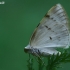 White-pinion Spotted - Lomographa bimaculata | Fotografijos autorius : Gintautas Steiblys | © Macronature.eu | Macro photography web site