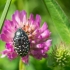 White-spotted Rose Beetle - Oxytherea funesta | Fotografijos autorius : Saulius Drazdauskas | © Macronature.eu | Macro photography web site