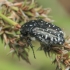 White-spotted Rose Beetle - Oxythyrea funesta | Fotografijos autorius : Gintautas Steiblys | © Macronature.eu | Macro photography web site