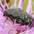 White-spotted Rose Beetle - Oxythyrea funesta | Fotografijos autorius : Gintautas Steiblys | © Macronature.eu | Macro photography web site