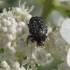 White-spotted Rose Beetle - Oxythyrea funesta | Fotografijos autorius : Vytautas Gluoksnis | © Macronature.eu | Macro photography web site