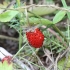 Wild strawberry - Fragaria vesca | Fotografijos autorius : Vytautas Gluoksnis | © Macronature.eu | Macro photography web site