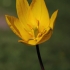 Girinė tulpė - Tulipa sylvestris | Fotografijos autorius : Gintautas Steiblys | © Macronature.eu | Macro photography web site
