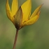 Wild tulip - Tulipa sylvestris | Fotografijos autorius : Gintautas Steiblys | © Macronature.eu | Macro photography web site
