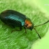 Willow Flea-beetle - Crepidodera aurata  | Fotografijos autorius : Gintautas Steiblys | © Macronature.eu | Macro photography web site