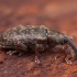 Gluosniastraublis - Dorytomus taeniatus | Fotografijos autorius : Žilvinas Pūtys | © Macronature.eu | Macro photography web site