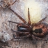 Window Lace-weaver - Amaurobius fenestralis ♀ | Fotografijos autorius : Gintautas Steiblys | © Macronature.eu | Macro photography web site