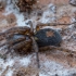 Window lace-weaver - Amaurobius fenestralis ♀ | Fotografijos autorius : Žilvinas Pūtys | © Macronature.eu | Macro photography web site