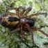 Window lace-weaver - Amaurobius fenestralis  | Fotografijos autorius : Gintautas Steiblys | © Macronature.eu | Macro photography web site