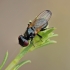 Wing-waving fly - Ulidia apicalis ? | Fotografijos autorius : Gintautas Steiblys | © Macronature.eu | Macro photography web site