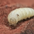 Wintering caterpillar of Snout moth - Anania sp. | Fotografijos autorius : Gintautas Steiblys | © Macronature.eu | Macro photography web site