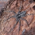 Wolf Spider - Acantholycosa lignaria  | Fotografijos autorius : Algirdas Vilkas | © Macronature.eu | Macro photography web site