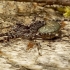 Wolf Spider - Acantholycosa lignaria | Fotografijos autorius : Romas Ferenca | © Macronature.eu | Macro photography web site